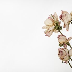 Die Döderlein-Flora: Ein Garten zum Pflegen
