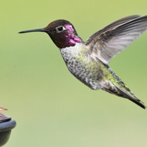 Ist es möglich, sich dauerhaft von Blasenentzündungen zu befreien?