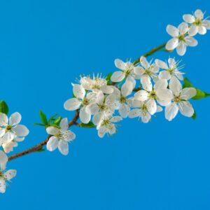 Frühjahrszystitis: Wenn Histamin ins Spiel kommt