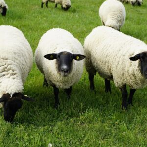 Dysbiose des Darms, Pilzinfektionen und Blasenentzündung: Das Trio!
