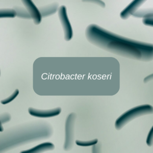 Citrobacter koseri: fremde Spezies oder einfach nur ein Bakterium?
